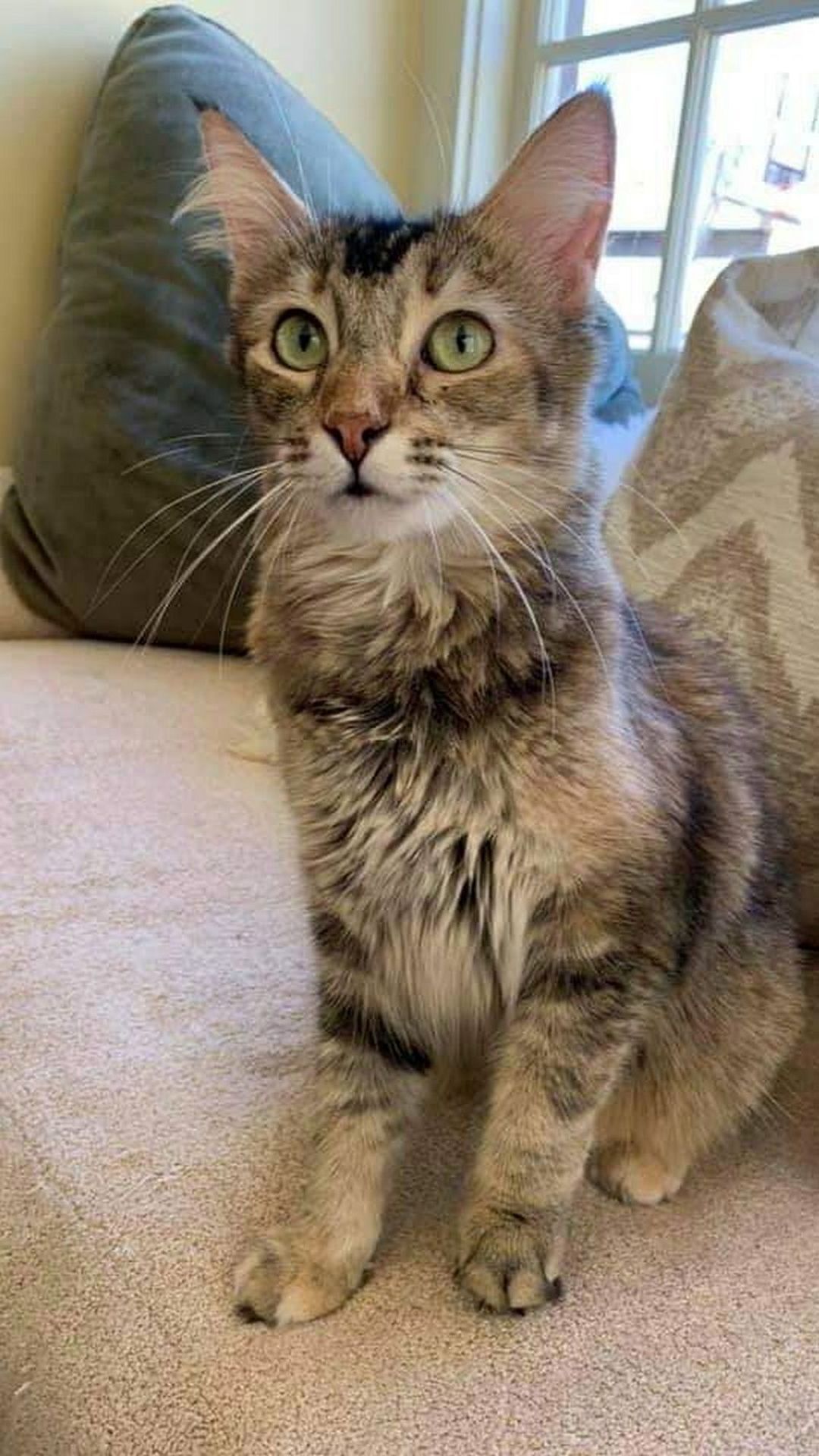 Adopt a Pet | Ginger